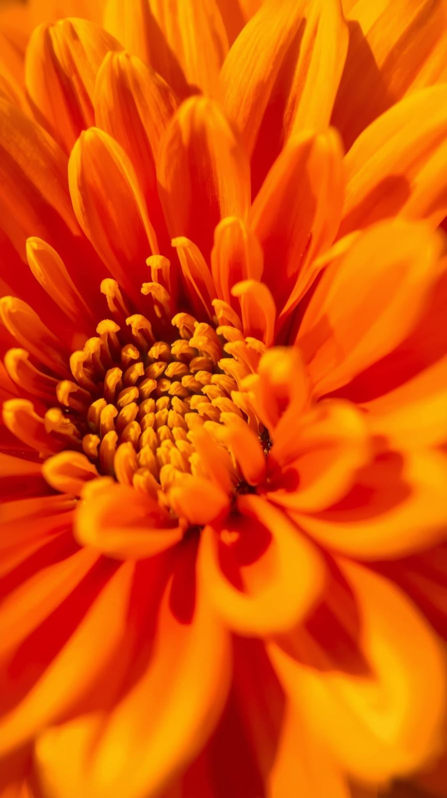 ORANGE FLOWER FLEURESSENCE
